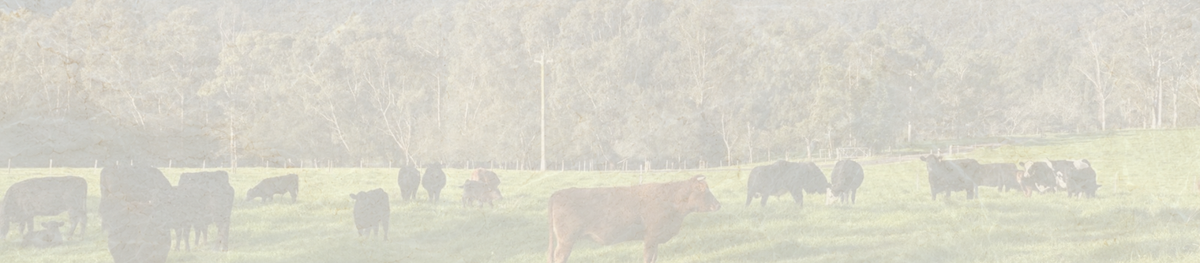 Beef - Cedar Food Group, Sydney