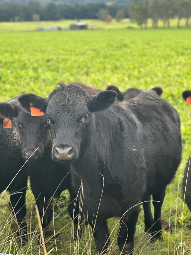 Animal Sourcing